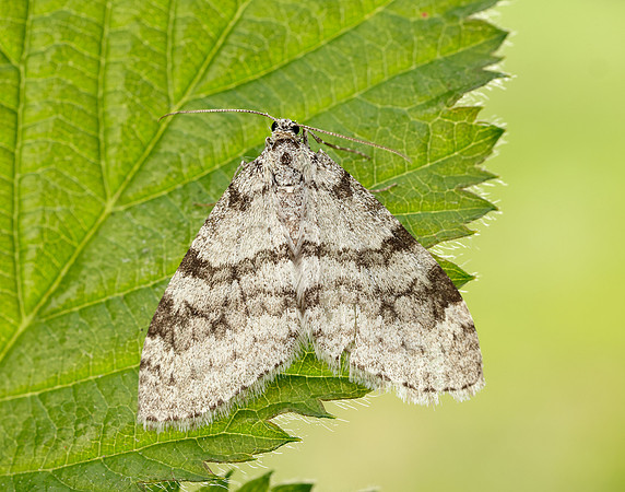70.202 BF1881 Early Tooth-striped Trichopteryx carpinata