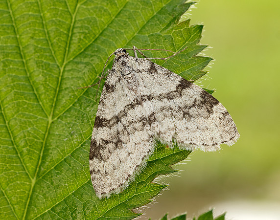 70.202 BF1881 Early Tooth-striped Trichopteryx carpinata