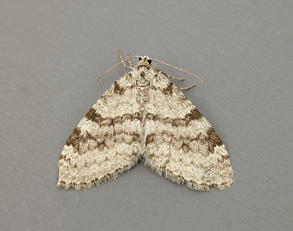 70.202 BF1881 Early Tooth-striped Trichopteryx carpinata