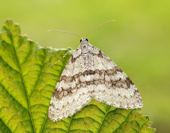70.202 BF1881 Early Tooth-striped Trichopteryx carpinata
