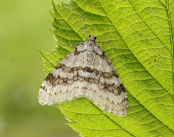 70.202 BF1881 Early Tooth-striped Trichopteryx carpinata