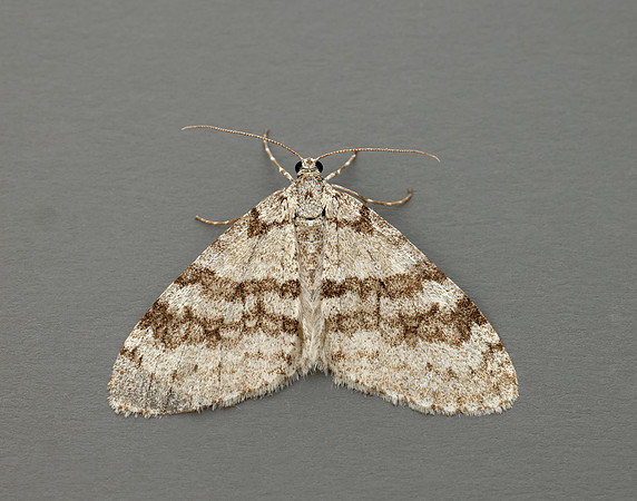 70.202 BF1881 Early Tooth-striped Trichopteryx carpinata