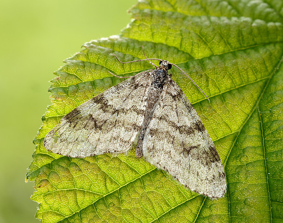 70.202 BF1881 Early Tooth-striped Trichopteryx carpinata
