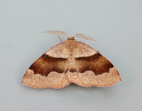 70.223 BF1903 Barred Umber Plagodis pulveraria