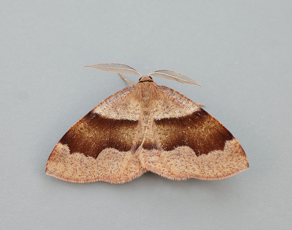 70.223 BF1903 Barred Umber Plagodis pulveraria