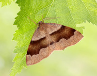 70.223 BF1903 Barred Umber Plagodis pulveraria
