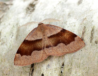 70.223 BF1903 Barred Umber Plagodis pulveraria