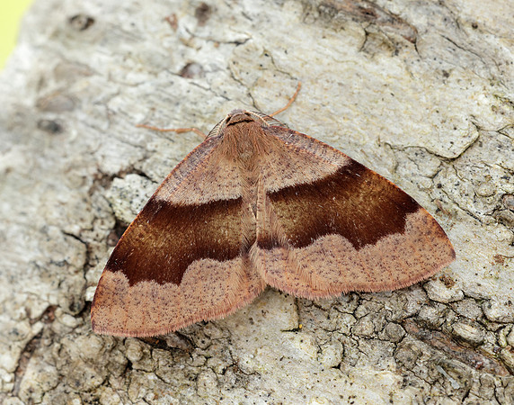 70.223 BF1903 Barred Umber Plagodis pulveraria