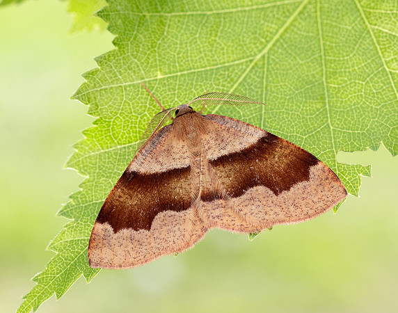 70.223 BF1903 Barred Umber Plagodis pulveraria