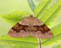 70.223 BF1903 Barred Umber Plagodis pulveraria