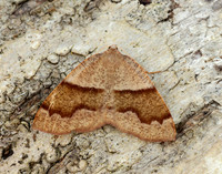 70.223 BF1903 Barred Umber Plagodis pulveraria
