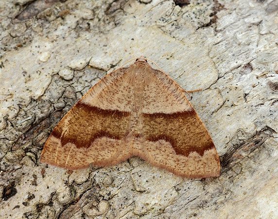 70.223 BF1903 Barred Umber Plagodis pulveraria