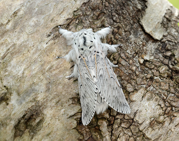 71.003 BF1995 Puss Moth Cerura vinula