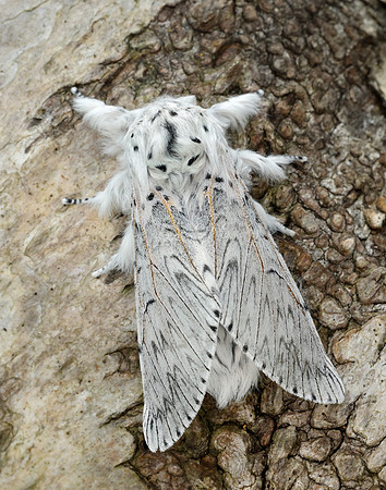 71.003 BF1995 Puss Moth Cerura vinula