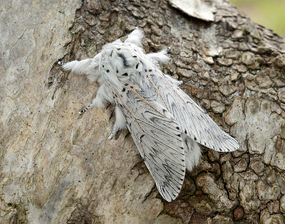 71.003 BF1995 Puss Moth Cerura vinula