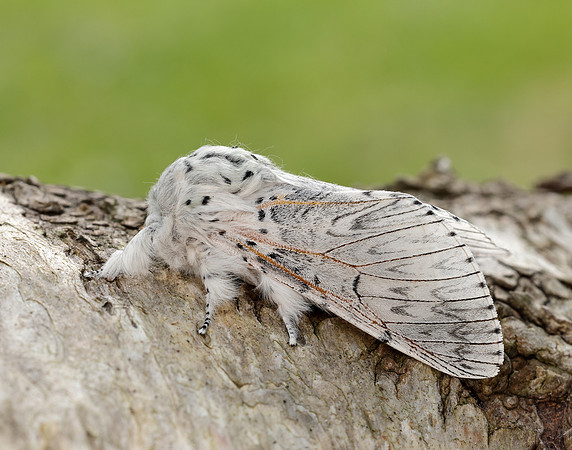 71.003 BF1995 Puss Moth Cerura vinula