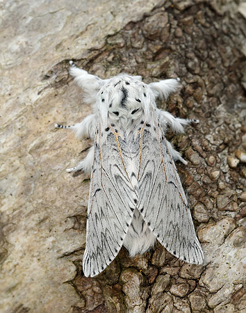 71.003 BF1995 Puss Moth Cerura vinula