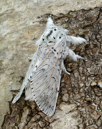 71.003 BF1995 Puss Moth Cerura vinula