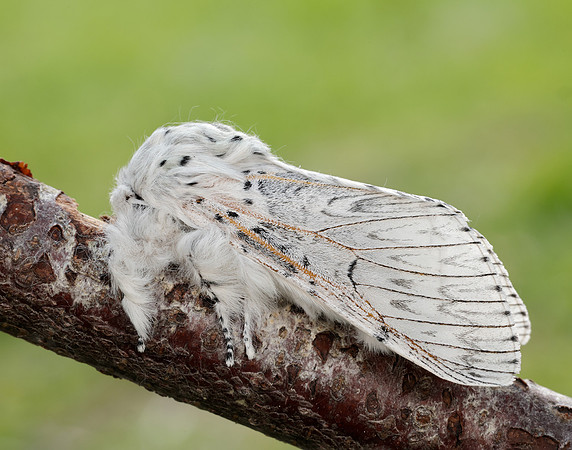 71.003 BF1995 Puss Moth Cerura vinula