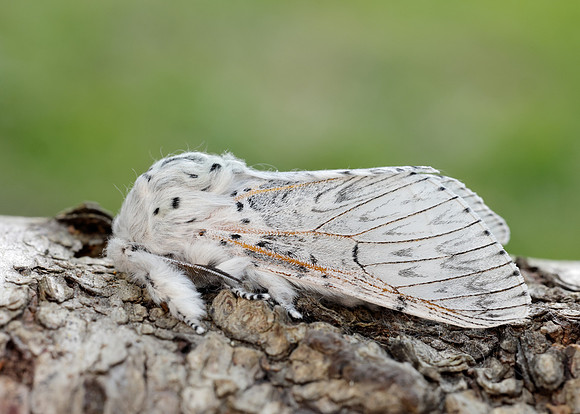 71.003 BF1995 Puss Moth Cerura vinula