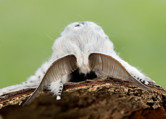 71.003 BF1995 Puss Moth Cerura vinula