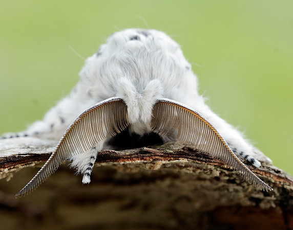 71.003 BF1995 Puss Moth Cerura vinula