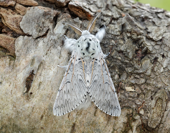 71.003 BF1995 Puss Moth Cerura vinula