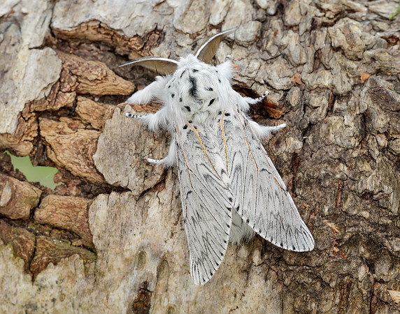 71.003 BF1995 Puss Moth Cerura vinula