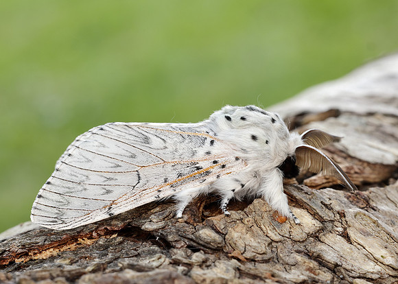 71.003 BF1995 Puss Moth Cerura vinula