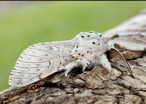 71.003 BF1995 Puss Moth Cerura vinula