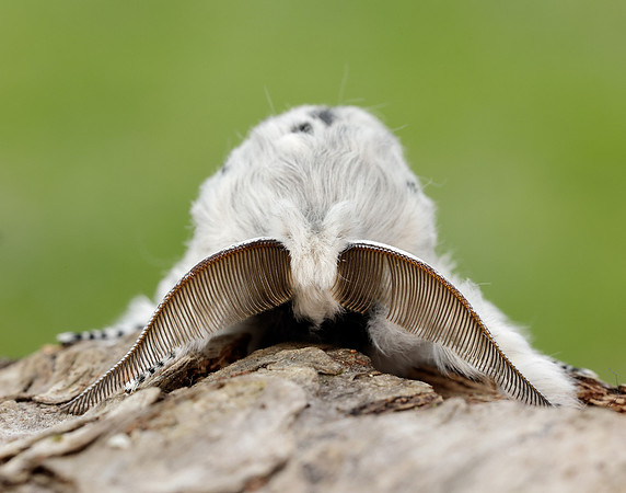 71.003 BF1995 Puss Moth Cerura vinula