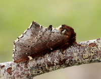 71.023 BF2010 Scarce Prominent Odontosia carmelita