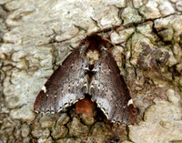 71.023 BF2010 Scarce Prominent Odontosia carmelita