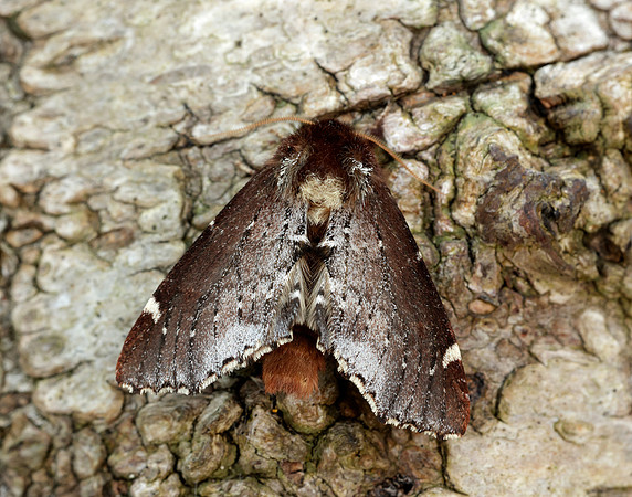 71.023 BF2010 Scarce Prominent Odontosia carmelita