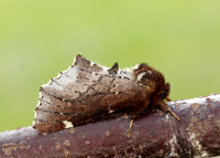 71.023 BF2010 Scarce Prominent Odontosia carmelita