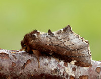71.023 BF2010 Scarce Prominent Odontosia carmelita