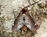 71.023 BF2010 Scarce Prominent Odontosia carmelita