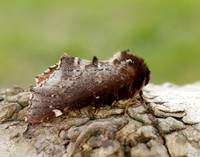 71.023 BF2010 Scarce Prominent Odontosia carmelita