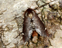 71.023 BF2010 Scarce Prominent Odontosia carmelita