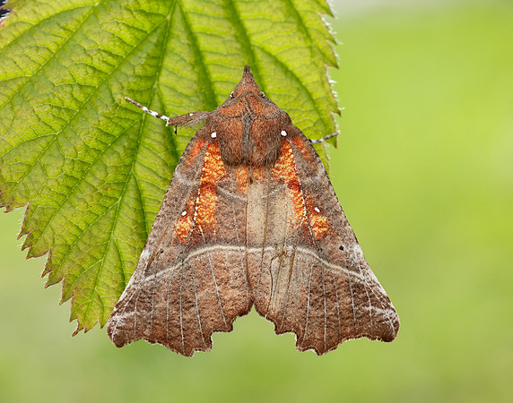 72.001 BF2469  Herald Scoliopteryx libatrix