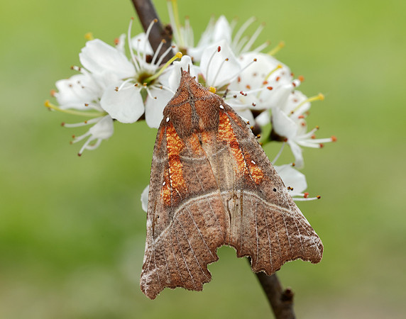 72.001 BF2469  Herald Scoliopteryx libatrix