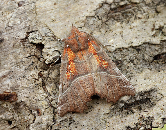 72.001 BF2469  Herald Scoliopteryx libatrix