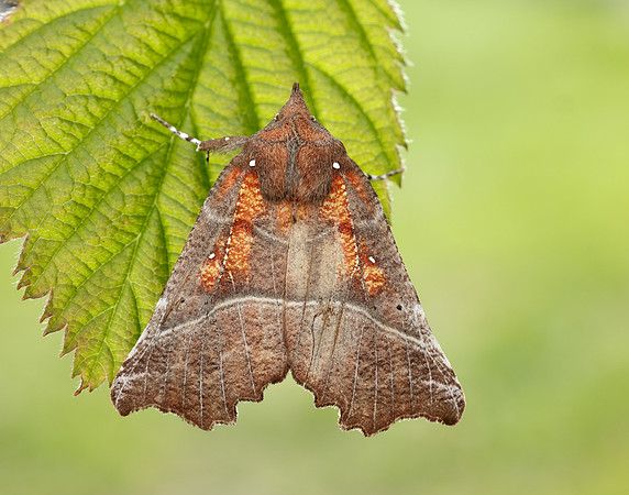 72.001 BF2469  Herald Scoliopteryx libatrix