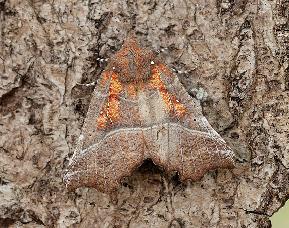 72.001 BF2469  Herald Scoliopteryx libatrix
