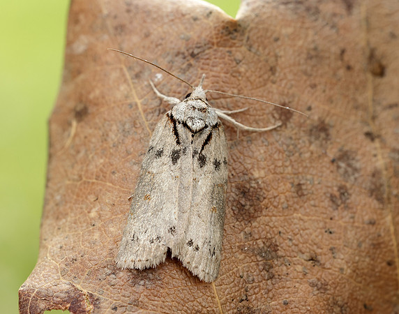 74.009 BF2423 Oak Nycteoline Nycteola revayana