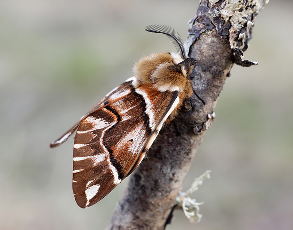 67.001 BF1644 Kentish Glory Endromis versicolora