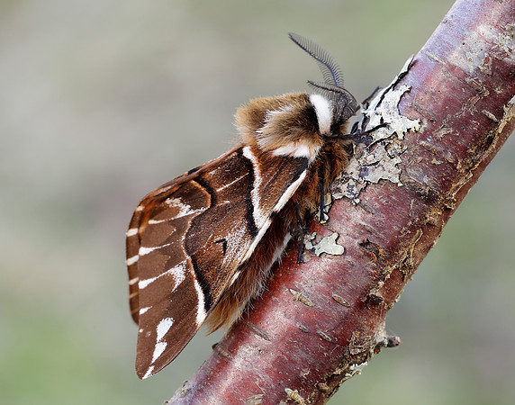 67.001 BF1644 Kentish Glory Endromis versicolora