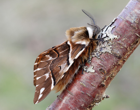 67.001 BF1644 Kentish Glory Endromis versicolora