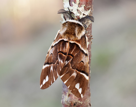67.001 BF1644 Kentish Glory Endromis versicolora