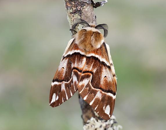 67.001 BF1644 Kentish Glory Endromis versicolora